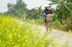 Hà Nội: Mùa cải vàng ven sông đẹp rực rỡ, thu hút hàng nghìn lượt check-in mỗi ngày