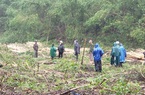 Thị xã Hương Trà (TT-Huế): Chính quyền lập hàng chục biên bản, việc chặt phá rừng trồng vẫn tiếp diễn 