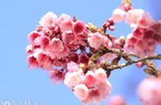 Bình Định tiếp nhận 1.000 cây giống hoa anh đào từ Nhật Bản