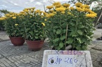 Đà Nẵng: Hoa, cây cảnh đại hạ giá từ tiền triệu xuống tiền trăm vẫn ế chỏng chơ