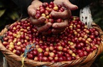 2021 sẽ là năm phục hồi cho ngành cà phê Việt Nam?