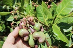 Bình Phước: Dịch Covid-19 khiến giá điều thô tăng mạnh, nông dân khấp khởi chờ vụ điều mới thắng lớn