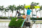 Mạ như con gái có thì, do Covid-19 vẫn chưa được vào Hải Dương để cấy