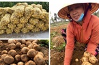 Nghệ An: Trồng khoai tây 2 loại kiểu này, nông dân ung ung đút túi 7-9 triệu đồng/sào