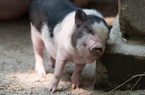 Giá nông sản hôm nay 25/2: Lợn hơi giảm 2.000 đồng, tiêu tăng mạnh