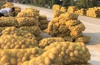 Khoai tây được mùa được giá, nông dân Nghệ An phấn khởi thu hoạch