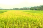 Long An: Chuyển hơn 40 ha đất trồng lúa sang phi nông nghiệp