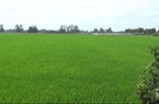 Bắc Ninh: "Đất lúa non" không sổ đỏ đắt không ngờ, giá đất nông nghiệp ở mức cao