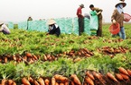 Từ 4/3, Hàn Quốc nhập khẩu cà rốt của Hải Dương trở lại