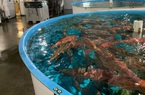 Trung Quốc ‘giáng đòn’ vào cá mú đỏ Australia
