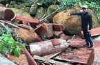 Lâm Đồng: Liên tiếp phát hiện những vụ phá rừng lớn giáp Tết Tân Sửu 2021
