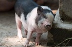 Giá nông sản hôm nay 4/2: Lợn hơi chững giá, tiêu chạm đáy 50.500 đồng/kg