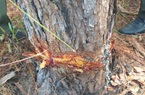 Điều tra vụ “đầu độc” 108 cây thông 20 năm tuổi ở Lâm Đồng