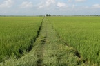 An Giang: Chuyển hơn 70 ha đất trồng lúa sang phi nông nghiệp