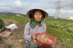 Nghệ An: Hành tăm rớt giá còn 13.000 đồng/kg vẫn ‘bí’ đầu ra