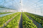 Lâm Đồng đầu tư hơn 260 tỷ phát triển nông nghiệp hữu cơ