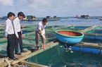 Nông dân Lý Sơn đổi đời, doanh thu đạt hàng tỷ đồng nhờ nuôi loài cá háu ăn, thịt thơm ngon