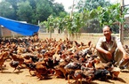 Bình Định: Giá gà thả đồi tăng lên 62.000 đồng/kg, nông dân không vui vì điều này