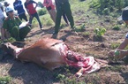 Phú Yên: Cảnh báo nạn trộm đập đầu bò, xẻ thịt tại chỗ