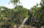 Lâm Đồng: Hơn 10.000ha cây trồng bị ảnh hưởng, người dân chủ động chống hạn
