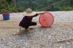 Nông dân Quỳnh Nhai: Thêm thu nhập từ nghề làm cá khô sông Đà
