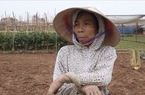 Hà Nội: Cám cảnh giá rau rớt thê thảm, chở cả xe tải rau ra chợ, bán ế quá lại chở về