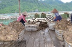 Đặc sản "ông ăn bà khen" hàu Vân Đồn trước yêu cầu mới từ thị trường Đài Loan