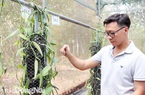 Hot boy trồng hoa lan không phải lan đột biến nhưng vẫn quý lại thơm điếc mũi, đặc biệt chỉ nở 1 ngày trong năm