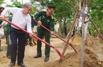 TT-Huế: Hưởng ứng phong trào "Mai vàng trước ngõ", mỗi đơn vị quân đội trồng ít nhất một vườn mai vàng 