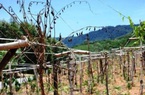 Quảng Ngãi: Dự án trồng cây Sachi-hoàng hậu quả khô tan, tàn lụi cùng tiền tỷ ngân sách
