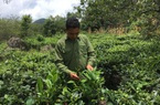 Mai Châu phát triển nông nghiệp gắn với thu nhập cho nông dân