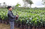 Quảng Nam: Chọn 9 nơi trồng cây “nữ hoàng”, loại cây cho thu tiền tỷ mỗi năm