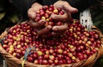Giá nông sản hôm nay 28/3: Giá tiêu, cà phê đi ngang