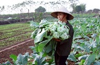 Nâng cao thu nhập nhờ trồng rau VietGAP chuẩn sạch