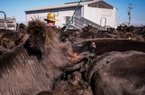 Australia rơi vào cuộc khủng hoảng thịt bò