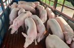 Phạt 4 doanh nghiệp nhập lợn sống từ Thái Lan