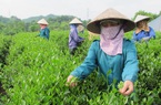 Chi phí vận tải tăng, xuất khẩu loại nông sản này gặp khó