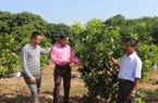 Quảng Ninh: Gần 200 mô hình nông nghiệp  công nghệ cao