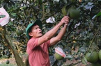 Lâm Đồng: Ông nông dân "sáng chế" ra thứ thuốc sâu khiến vườn bưởi da xanh ra đầy trái, bất ngờ nhiều người tới xem