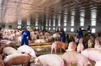 Từ tháng 4, xử lý chất thải chăn nuôi không đúng quy định, sẽ bị phạt đến 20 triệu đồng