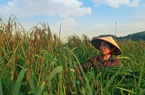Thái Nguyên: Xây dựng chuỗi liên kết và tiêu thụ sản phẩm nếp Vải Phú Lương 