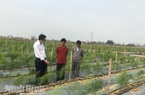 Ninh Bình: "Rau vua" là rau gì khiến ông nông dân này bỏ 1 tỷ tiền tiết kiệm suốt 20 năm trời ra để trồng?