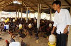 Quảng Nam: Những địa phương nào bị nghiêm cấm chăn nuôi trong nội thành?