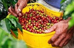 Giá nông sản hôm nay 12/4: Tiêu đạt ức 74 triệu đồng/tấn, cà phê ổn định