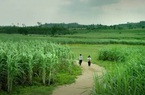 Du lịch Phú Yên không thể “ăn theo” bộ phim Tôi thấy hoa vàng trên cỏ xanh