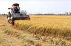 ĐBSCL: Giảm gần 200.000 ha đất gieo trồng lúa, nhưng sản lượng vẫn ổn định