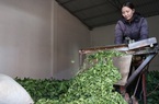 Ngành dâu tằm tơ Việt Nam: 90% nhập khẩu trứng tằm giống từ Trung Quốc