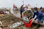 Trung Quốc ngừng "ăn", ngư dân Nghệ An đành bán rẻ "lộc biển" cho thương lái
