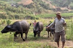 Lão nông Vàng San bền gan xoá nghèo