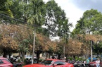 Xót xa hàng hoa giấy cổ thụ đẹp nhất Buôn Ma Thuột bị cưa hạ, chết khô